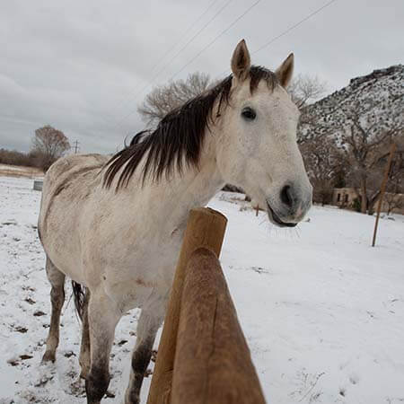 horse-riding-21